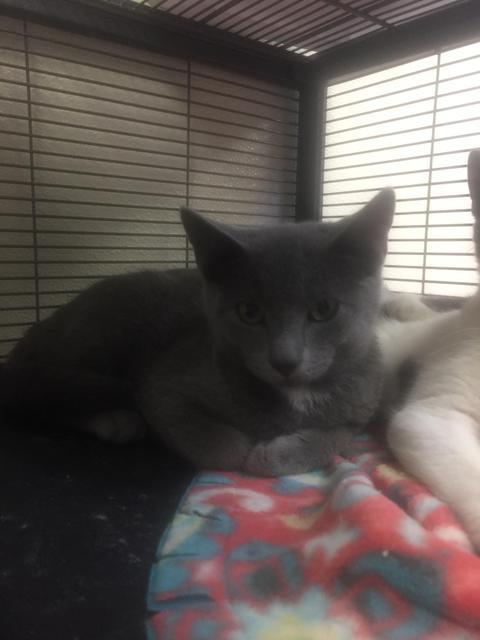 . Mo - kitten .