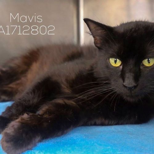 . Mavis .