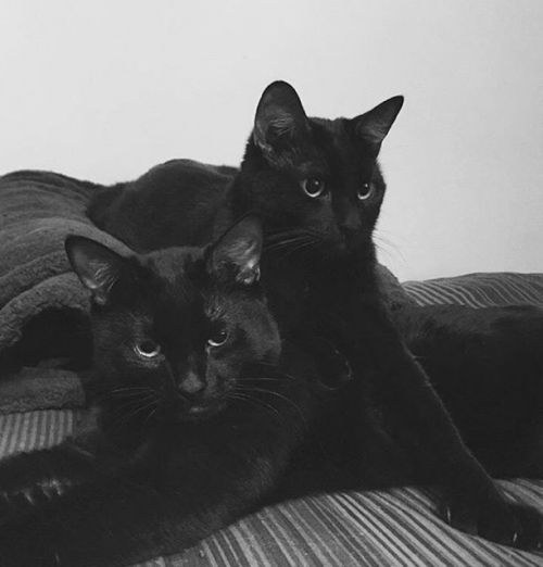. Spooky & Salem .