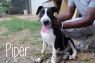 Piper