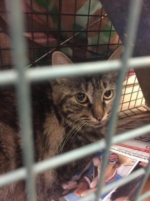 . Tumblelina (Cowen TNR #8) .