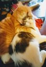 . BUDDY&PRINCESS .