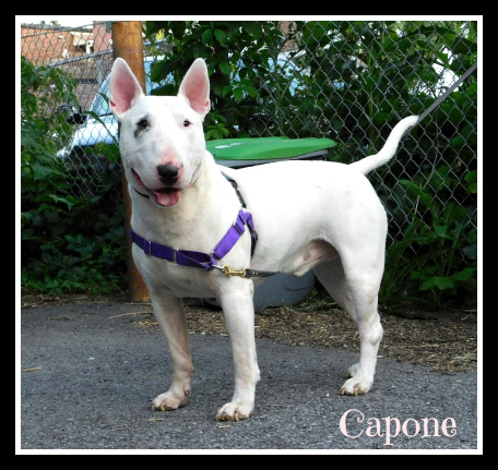 . Capone .