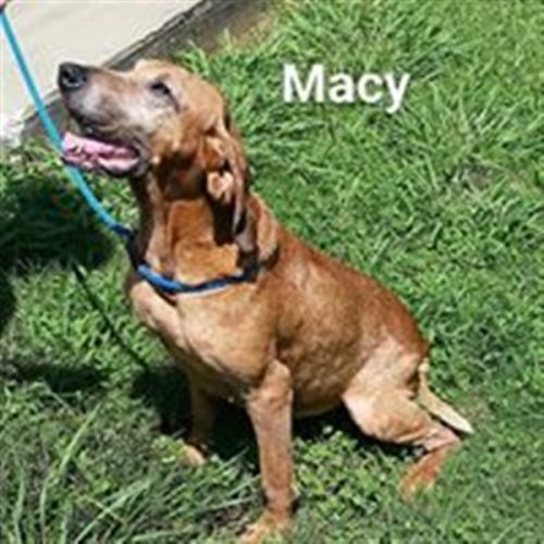 . MacY .