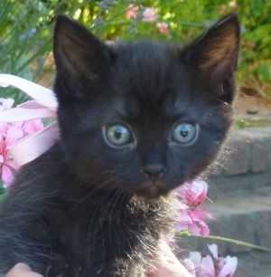 . Onyx .