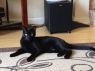 . Sable .