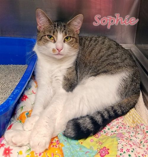 . Sophie .