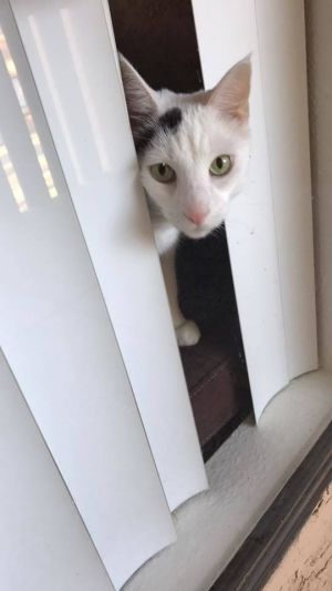 . VINNY (COURTESY POST) .
