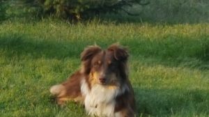 . ***COURTESY LISTING Rusty*** .