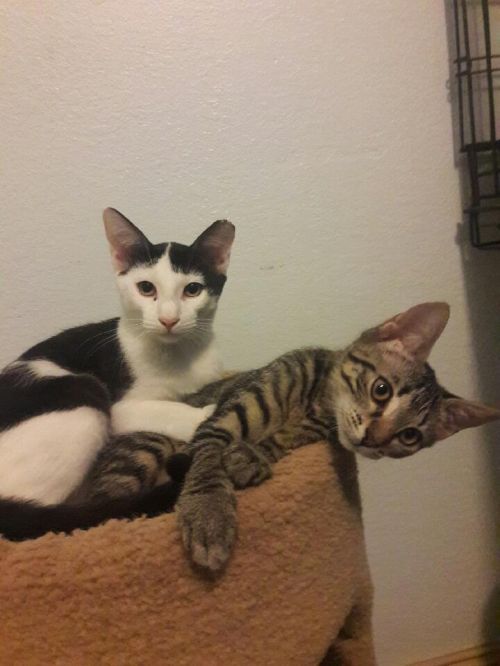 . Stella and Milly .
