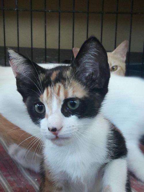 . Calico Sisters .