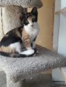 . Calico Sisters .