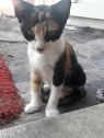 . Calico Sisters .