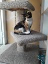 . Calico Sisters .