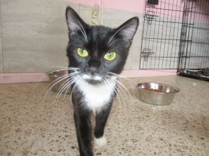 . Mary Ann/Japanese Bobtail .