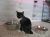 . Mary Ann/Japanese Bobtail .