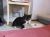 . Mary Ann/Japanese Bobtail .