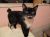 . Mary Ann/Japanese Bobtail .