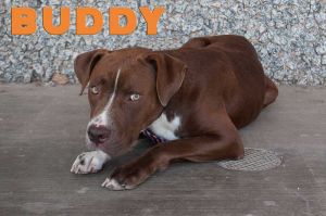 . Buddy .
