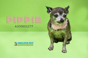 . Pippie .
