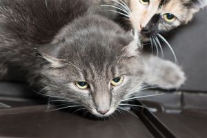 . Barn Cat-Malachi .