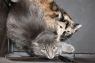 . Barn Cat-Malachi .