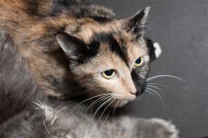 . Barn Cat-Taja .