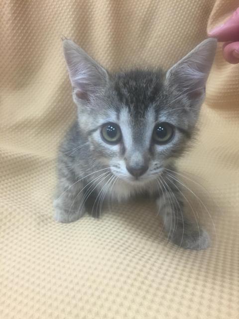 . Mary - kitten! .