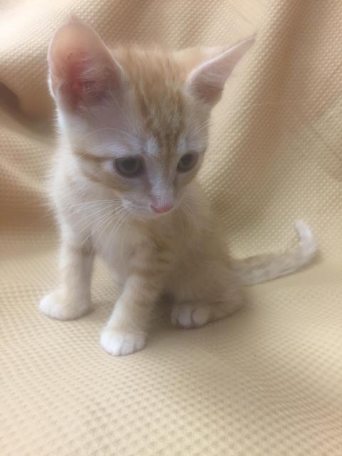 . Malcolm - kitten! .