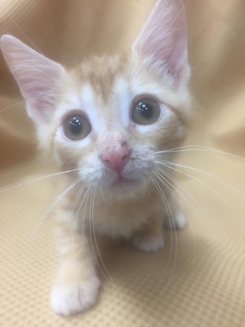 . Walter - kitten! .