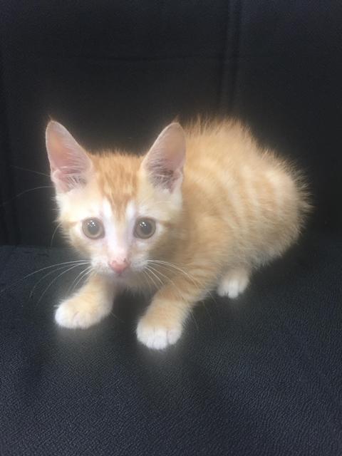 . Bug - kitten! .