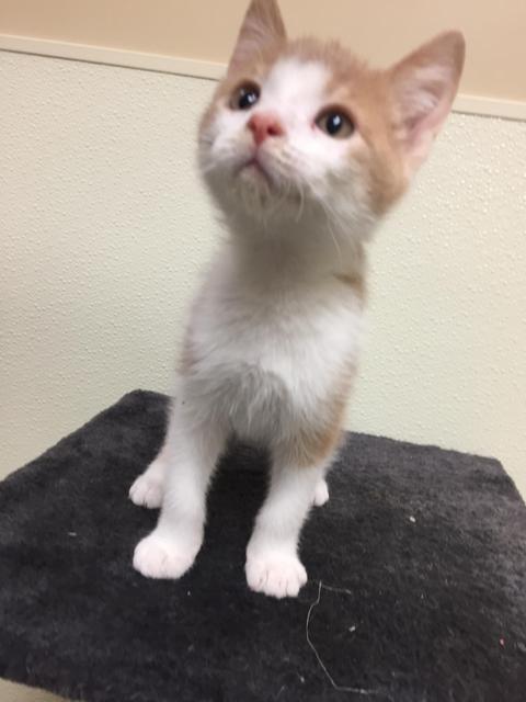 . Sandy - kitten! .