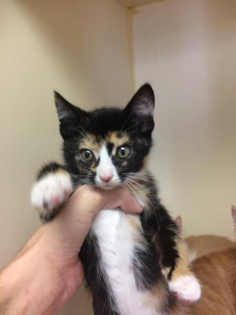 . Sheba - kitten! .
