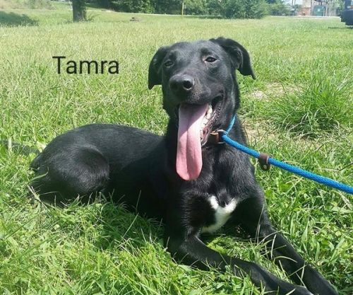 . Tamra .
