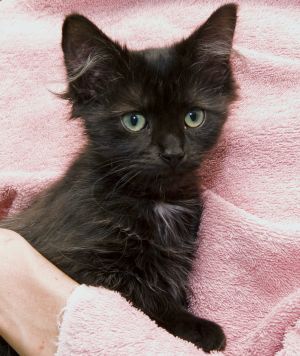 . Kittens! .