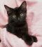 . Kittens! .