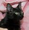 . Kittens! .