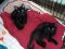 . Kittens! .