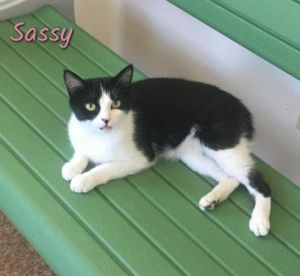 . Sassy .