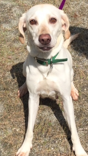 . Molly #62 .