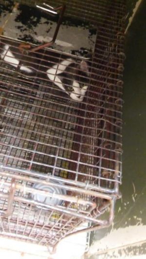 . Hutchinson TNR .