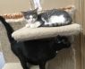 . KITTENS! .