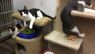 . KITTENS! .