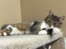 . KITTENS! .