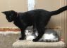 . KITTENS! .