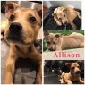 Allison