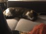 . Kitty .