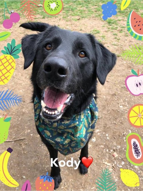 . Kody .