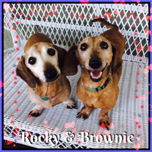. Rocky & Brownie .