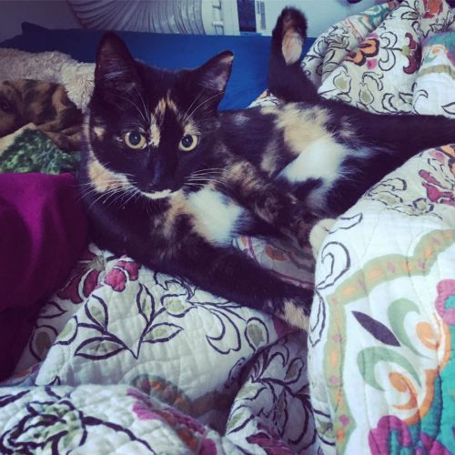 . Calico .